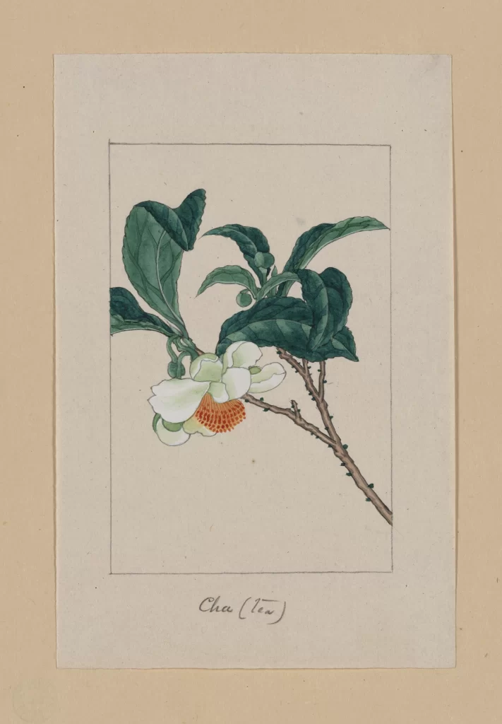 Botanical Illustration White Flower Green Leaves Orange Center Traditional Style Detailed Depiction