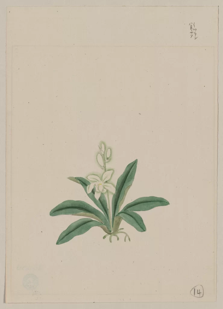 Botanical Illustration White Flower Green Leaves Traditional Art Delicate Minimalist