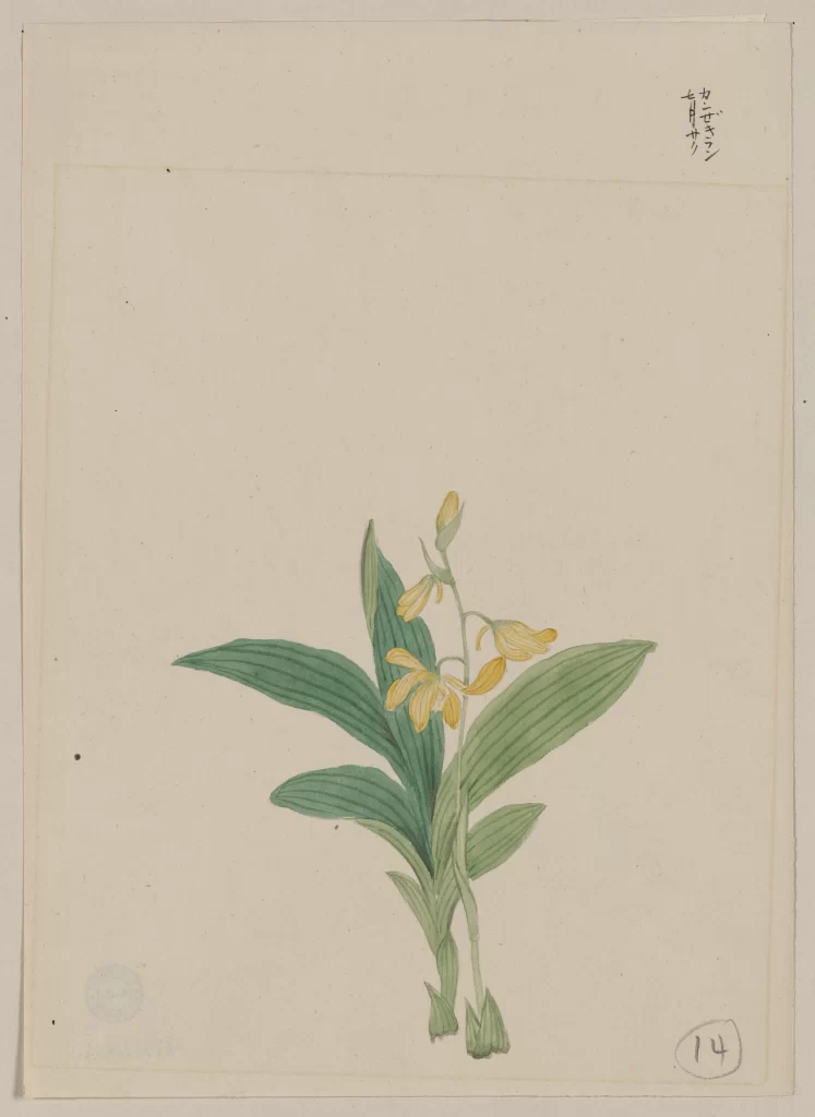 Botanical Illustration Yellow Flowers Green Leaves Traditional Art Delicate Details