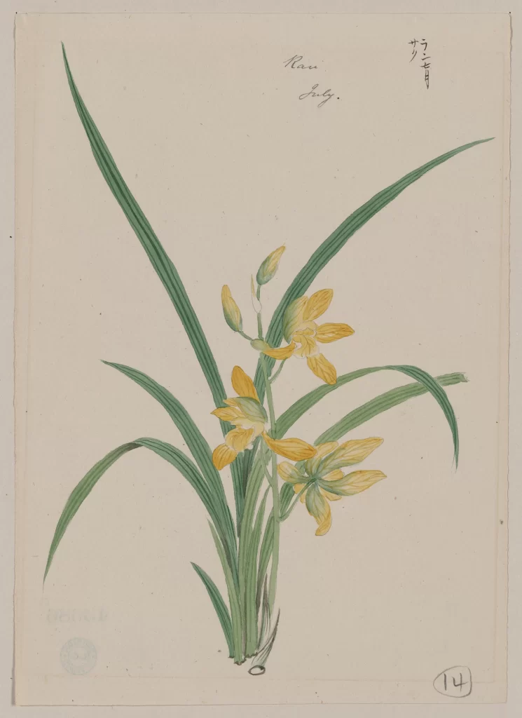 Botanical Illustration Yellow Flowers Green Leaves Traditional Art Delicate Details Hand-Drawn