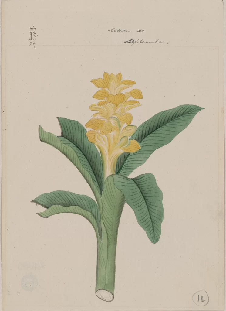 Botanical Illustration Yellow Flowers Green Leaves Vintage Style Detailed Line Work