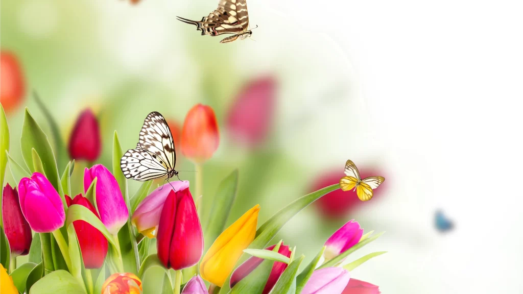 butterflies flowers tulips spring nature