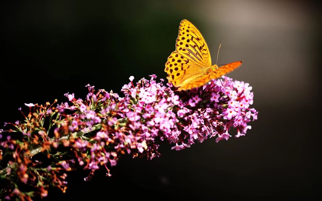 butterfly flowers nature sunlight vibrant colors