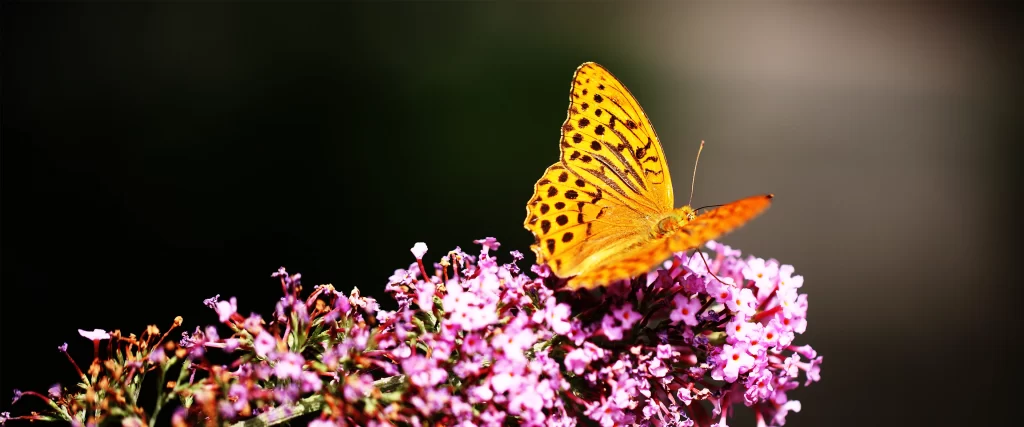 butterfly flowers nature vibrant colors sunlight