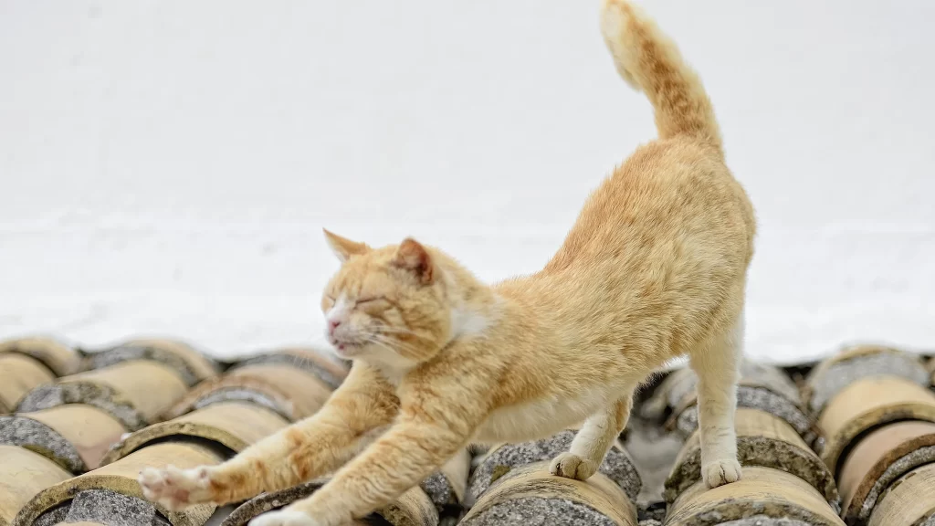 cat stretching roof tiles white background