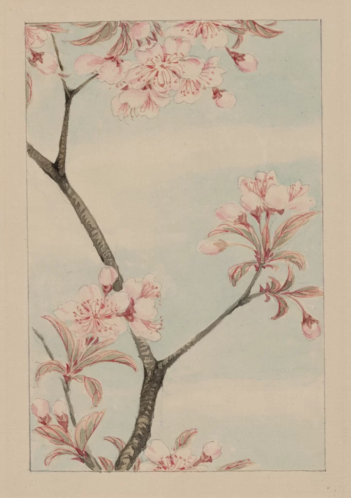 Cherry Blossoms Soft Pink Delicate Traditional Watercolor Nature