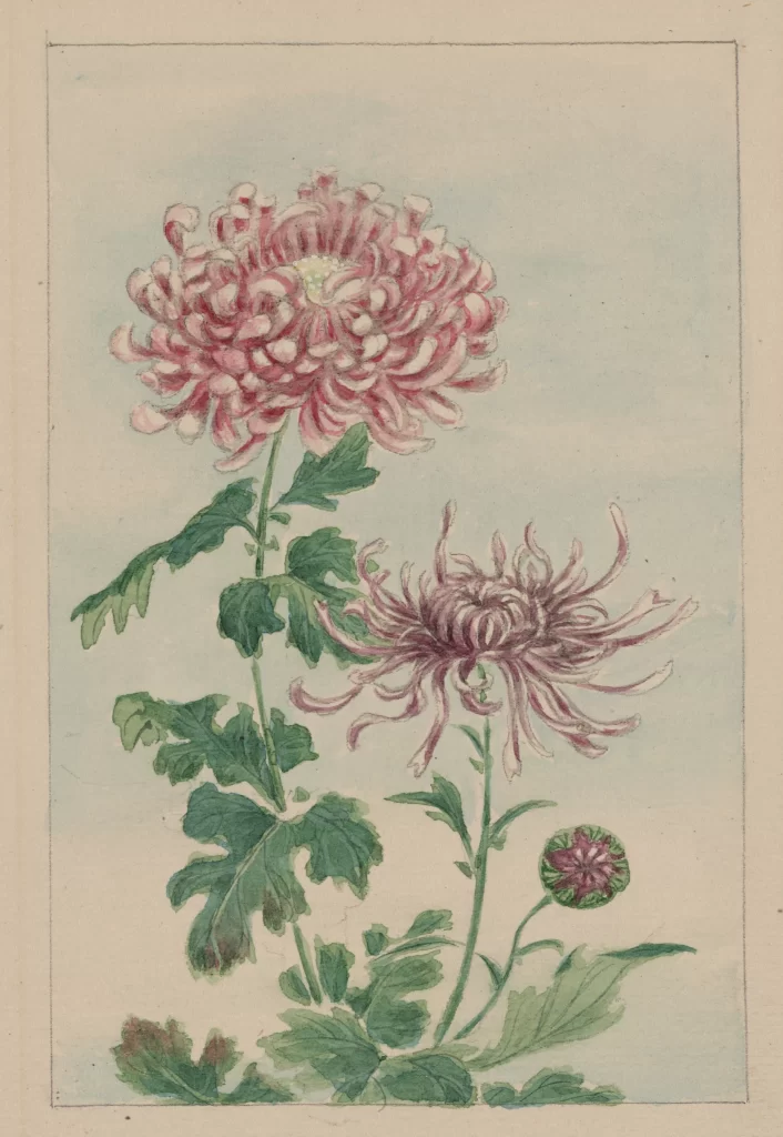 Chrysanthemum Pink Green Traditional Painting Detailed Leaves
