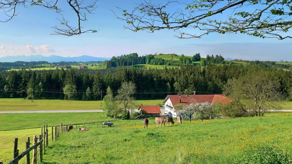 countryside farm animals green trees house sky