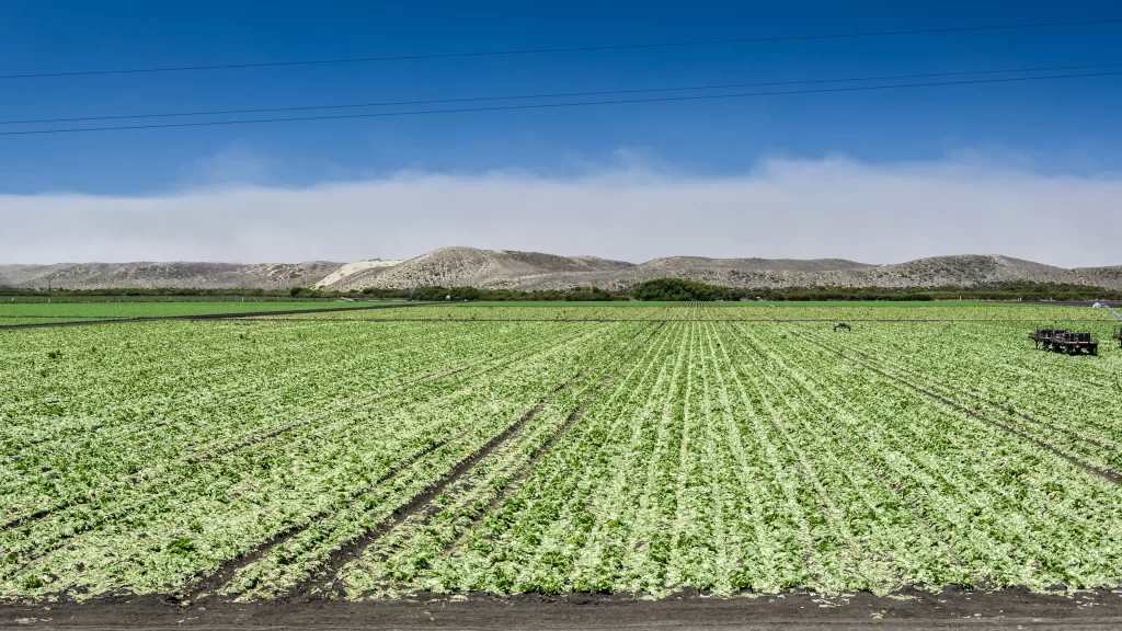 crop field green plants agricultural land rural landscape clear sky distant moun