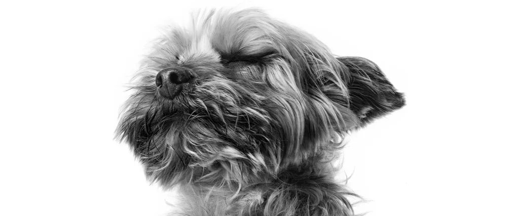 dog, black white, fur, eyes closed, peaceful, portrait