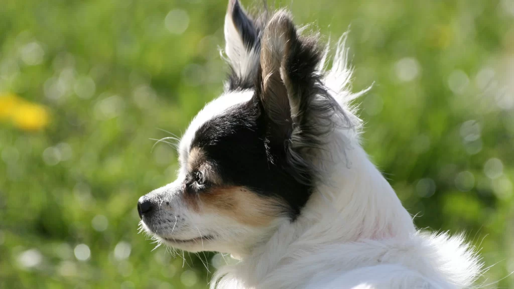 Dog White Black Ears Grass Sunlight