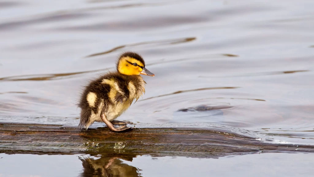 duckling water log reflection nature