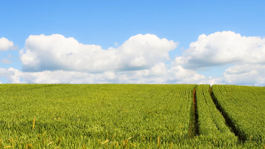 field green sky clouds agriculture landscape