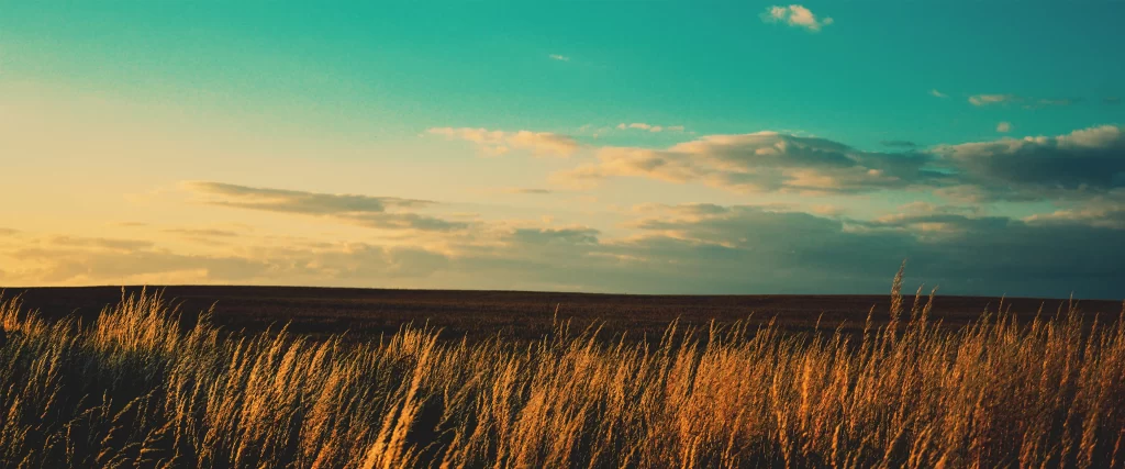 field sky clouds sunset golden grass