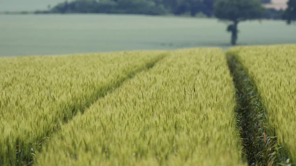 field wheat green landscape agriculture nature
