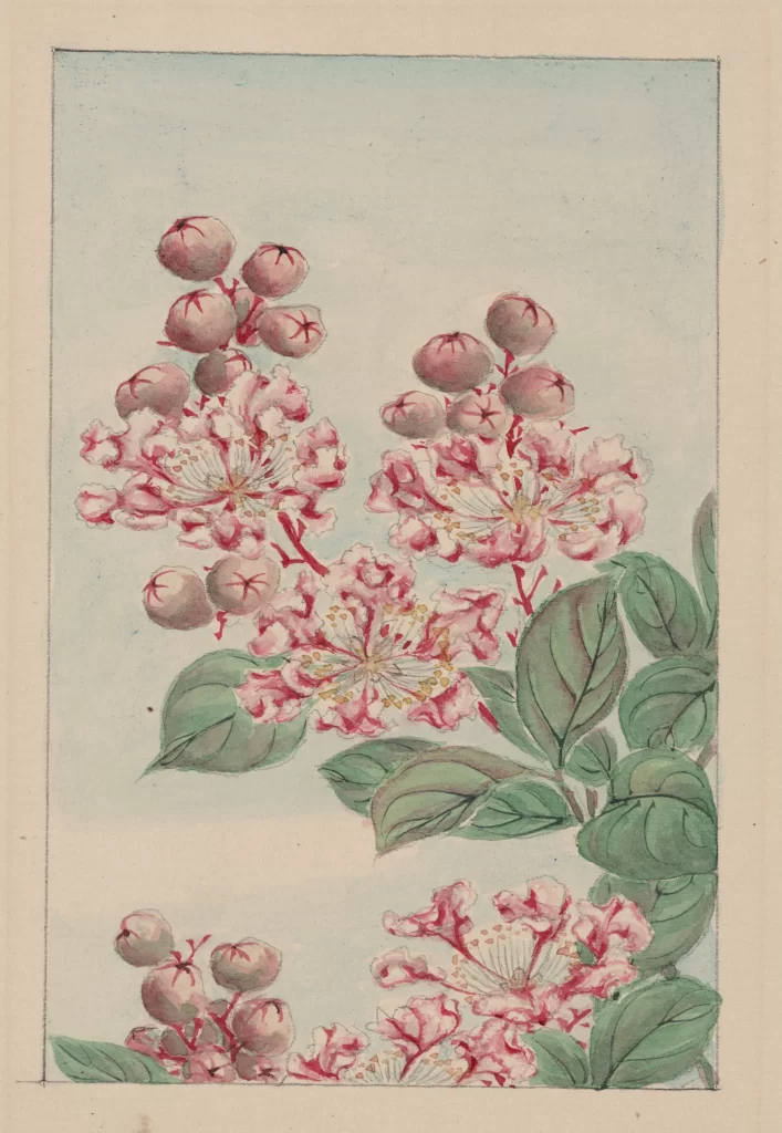 Floral Illustration Pink Flowers Green Leaves Botanical Art