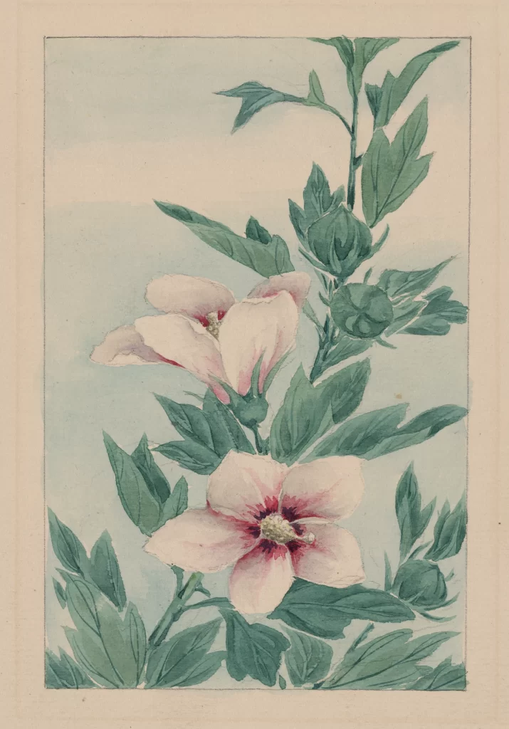 Floral Illustration Pink Flowers Green Leaves Watercolor Botanical Art