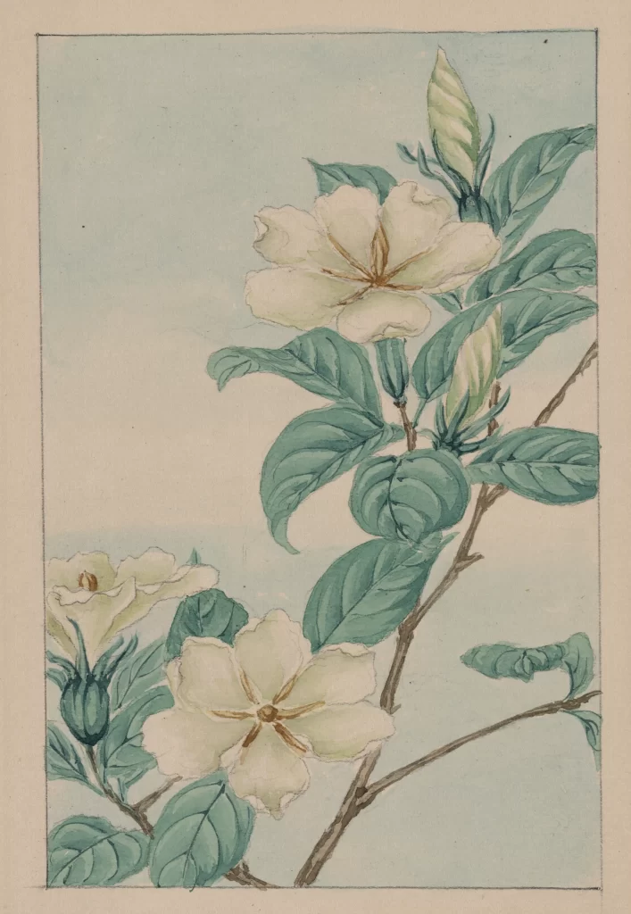 Floral Illustration White Flowers Green Leaves Botanical Art Soft Pastel Colors Detailed Petals