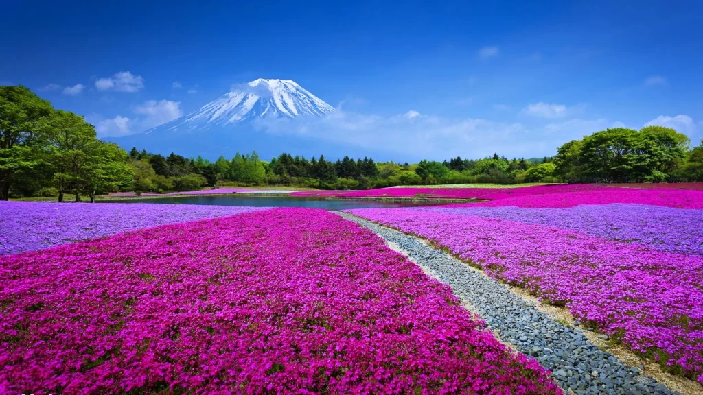 flowers mountain path sky trees lake