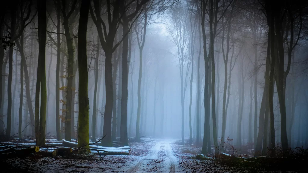foggy forest path trees misty atmosphere
