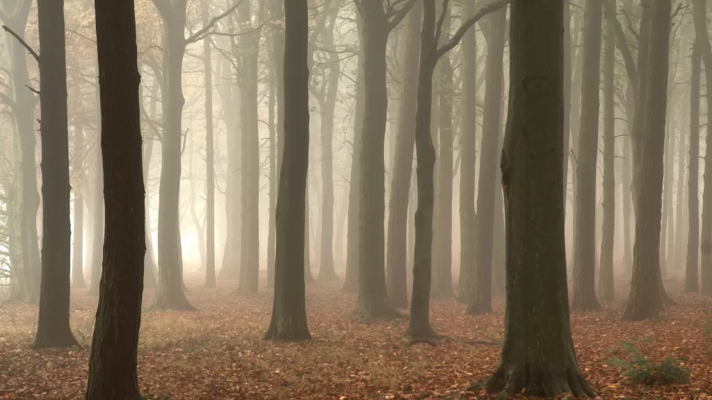 foggy forest tall trees autumn leaves serene atmosphere