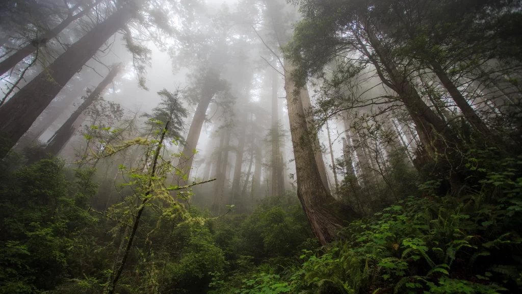 foggy forest tall trees dense foliage greenery misty atmosphere