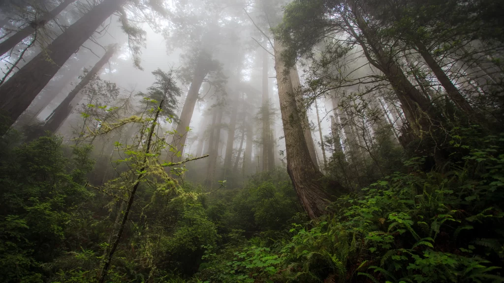 foggy forest tall trees dense foliage greenery misty atmosphere