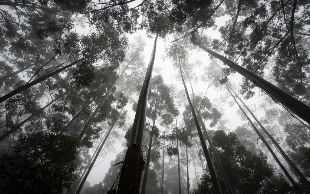 foggy forest tall trees misty atmosphere nature