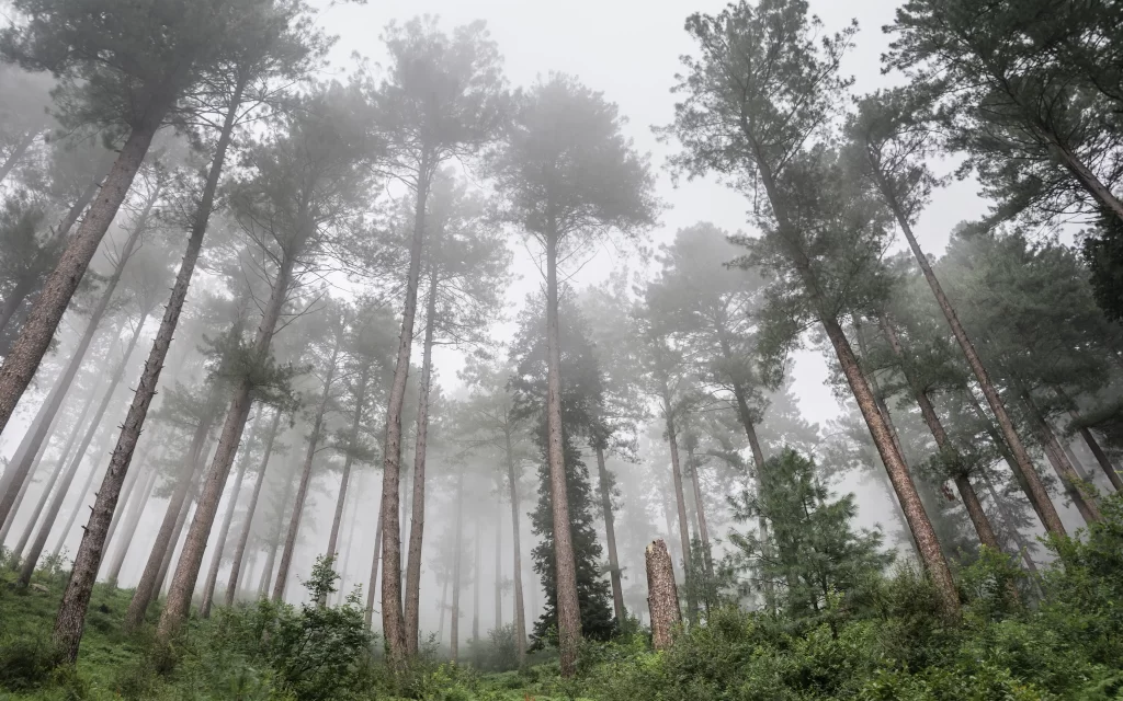 foggy forest tall trees misty atmosphere serene nature