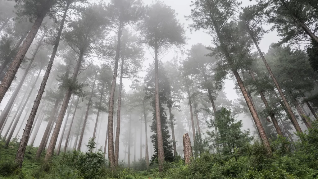 foggy forest tall trees misty green serene