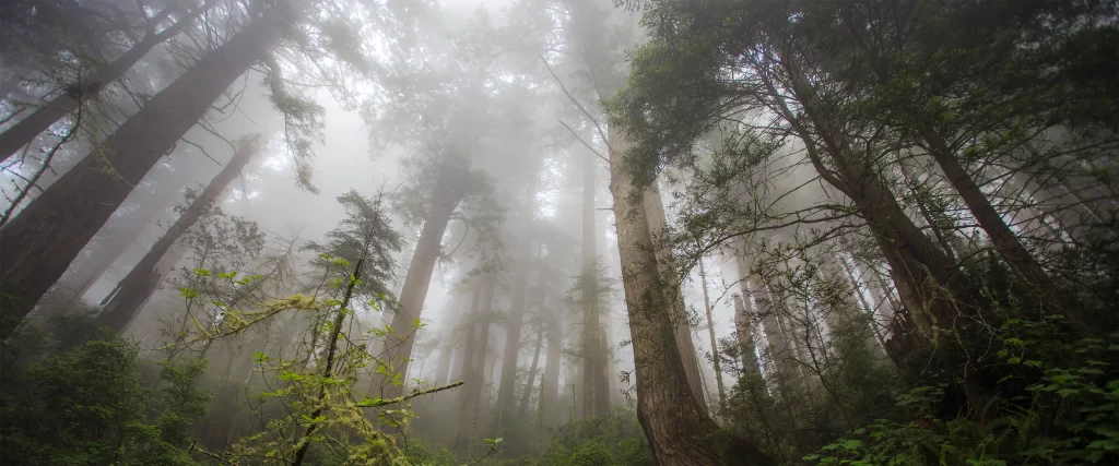 foggy forest tall trees misty serene nature