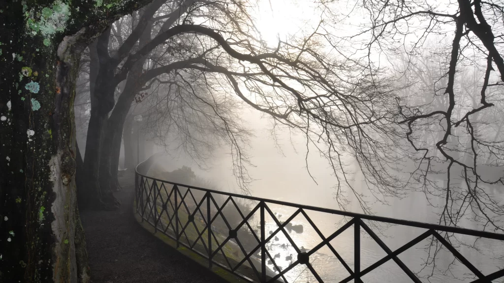 foggy trees path railing mist tranquil nature serene