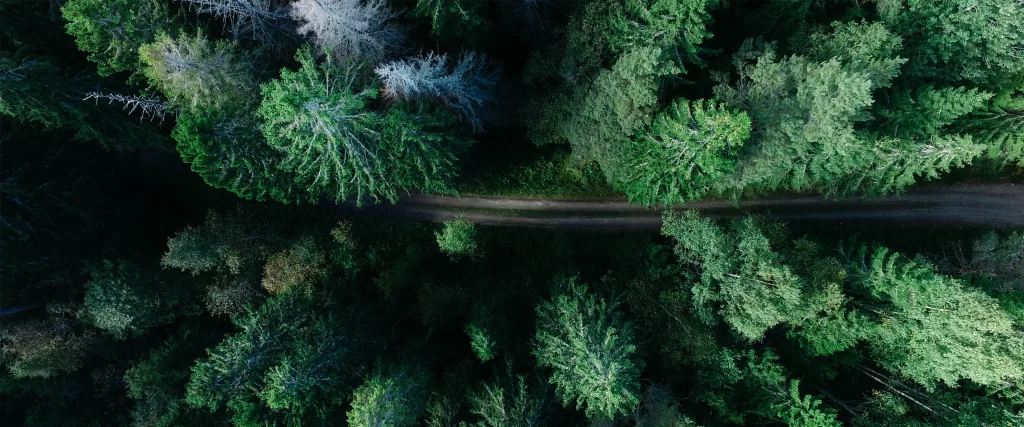 forest road green trees nature aerial view