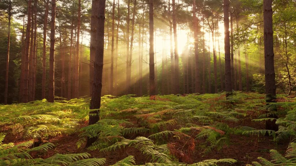 forest sunlight greenery tranquility nature ferns
