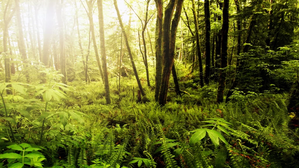 forest sunlight greenery trees ferns nature