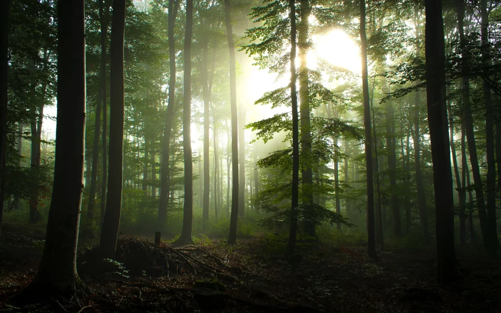 forest sunlight mist green trees tranquil
