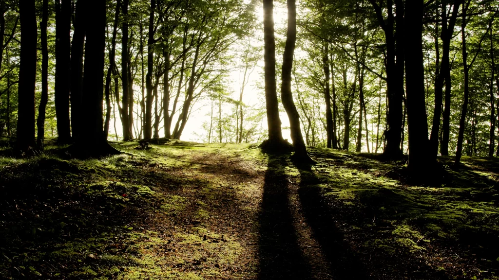 forest sunlight path trees shadows green