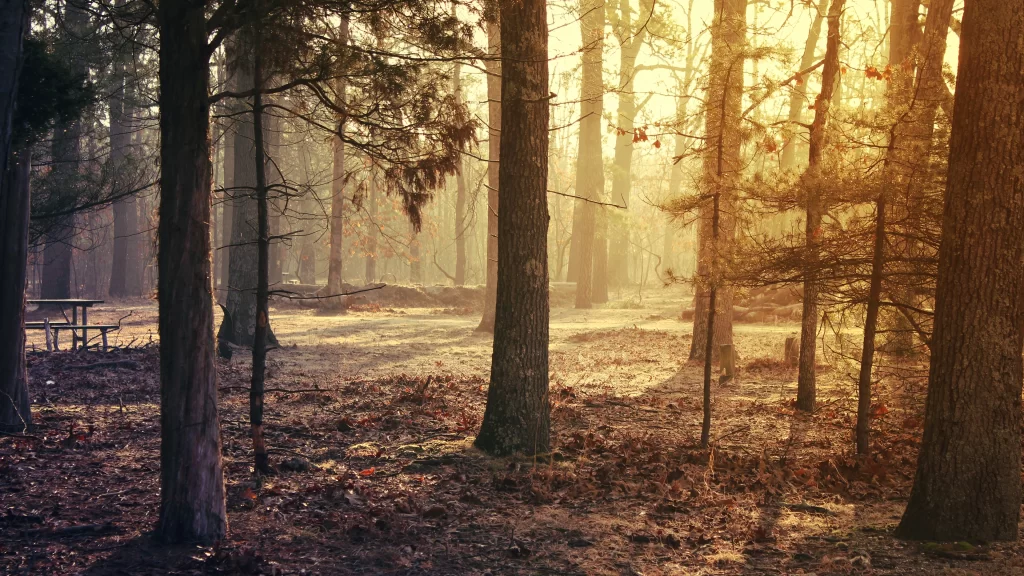 forest sunlight trees leaves ground
