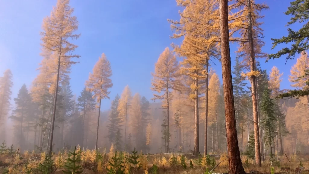 forest trees autumn fog sky sunlight