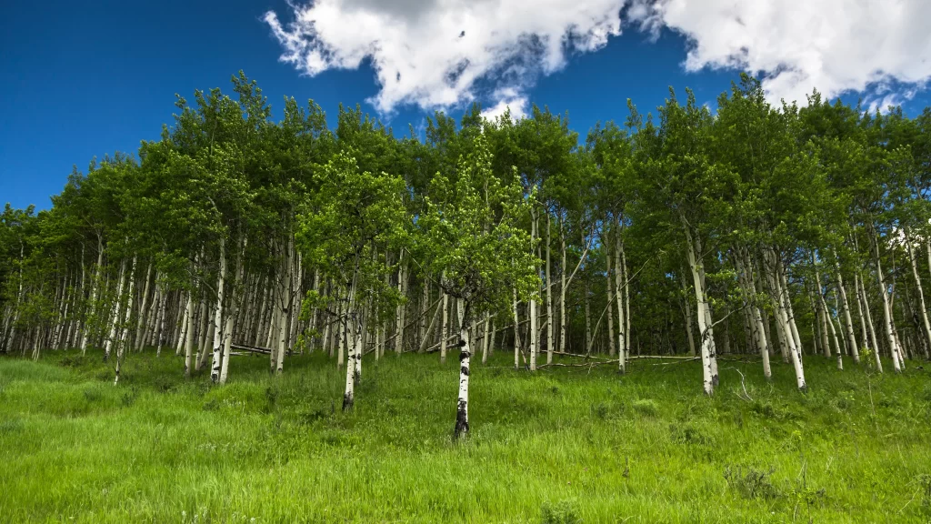 forest trees grass sky clouds nature