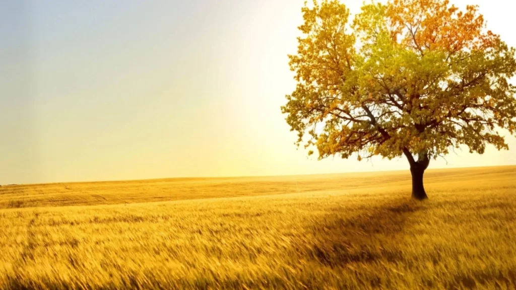 golden field, tree, sunlight, clear sky, tranquil, autumn