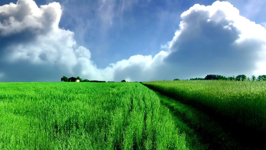 green field blue sky white clouds path trees rural landscape