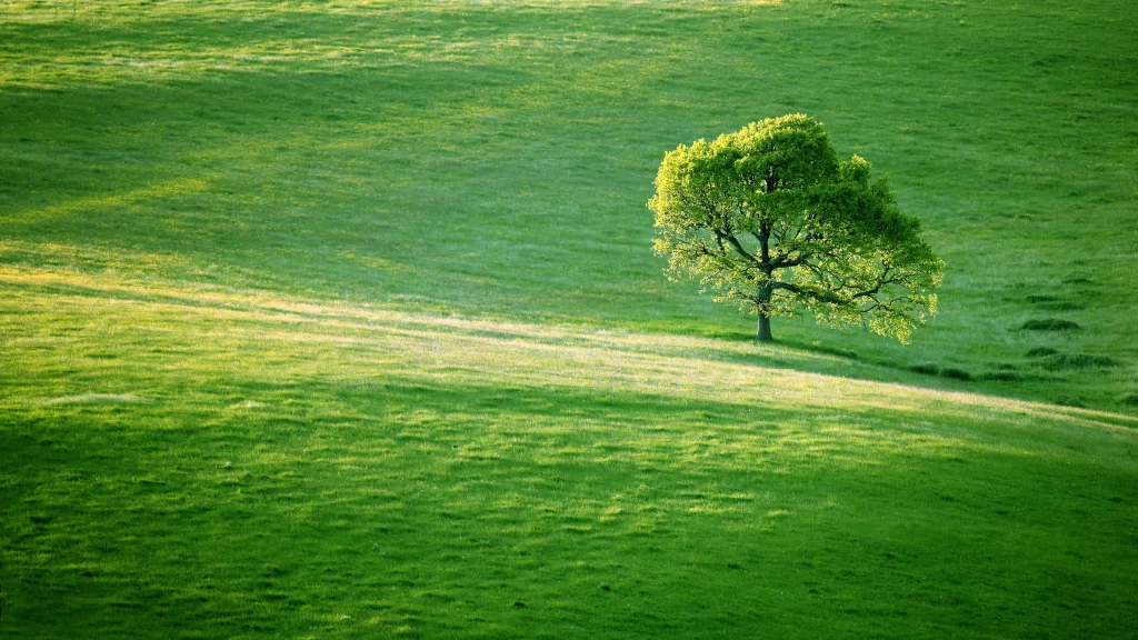 green grass tree sunlight nature serene