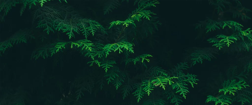 green leaves, dark background, nature, tranquility, foliage, serene