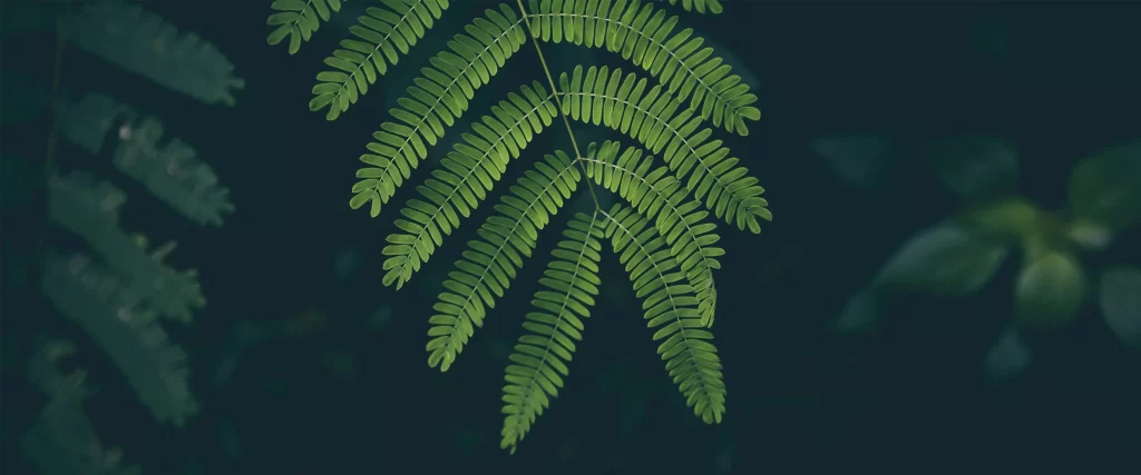 green leaves nature serene tranquil foliage