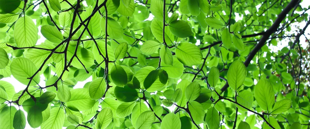 green leaves sunlight branches nature
