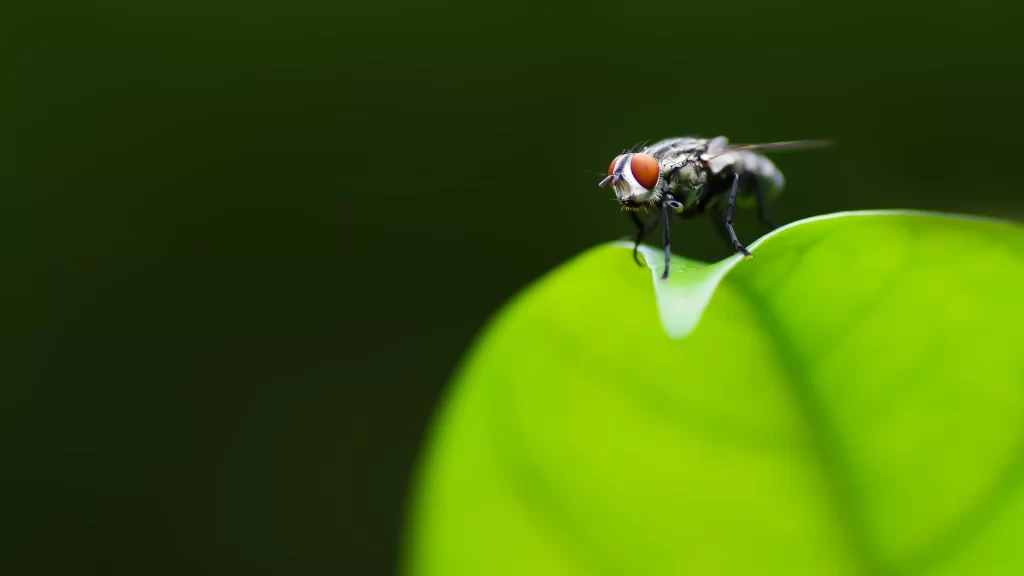 Insect Green Leaf Nature Macro Photography