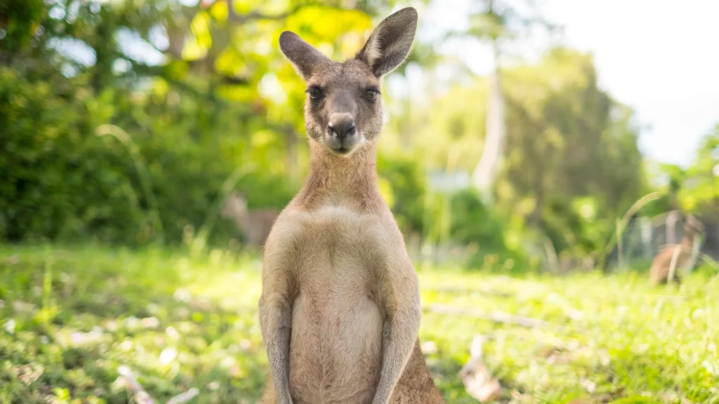 Kangaroo Green Grass Trees Sunlight Nature