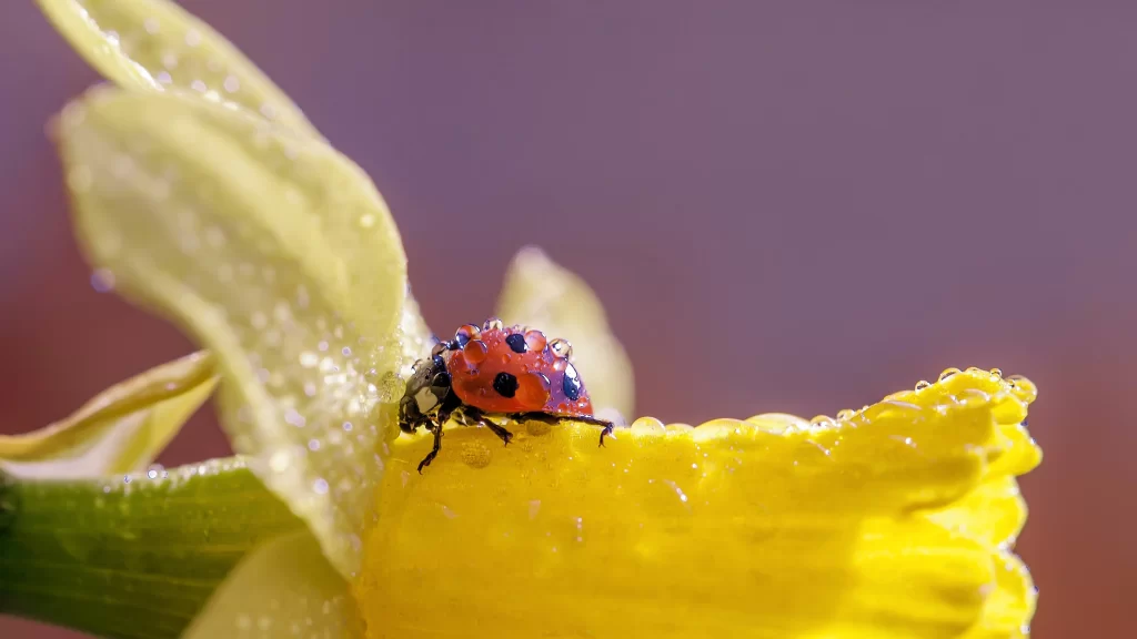 ladybug flower dewdrops vibrant nature