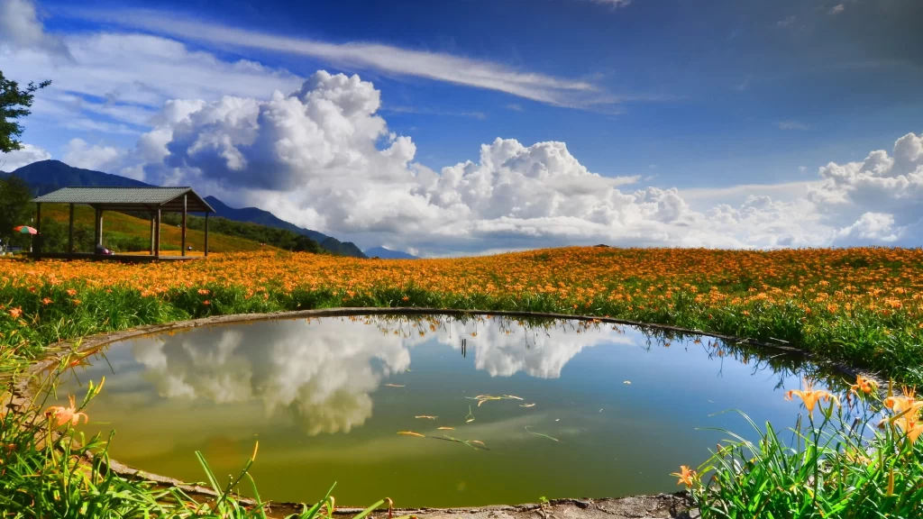 lake flowers sky clouds field reflection